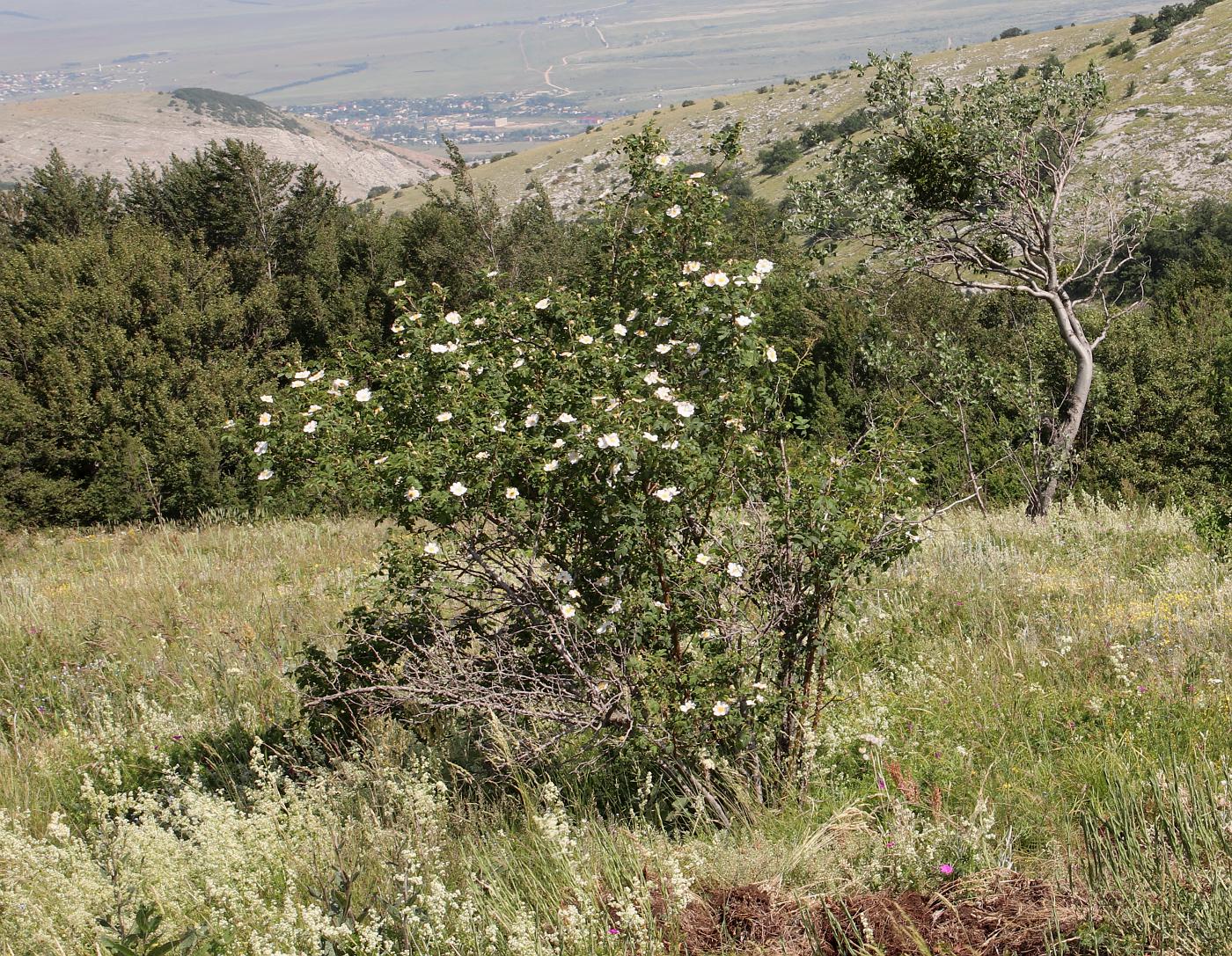 Image of Rosa andegavensis specimen.