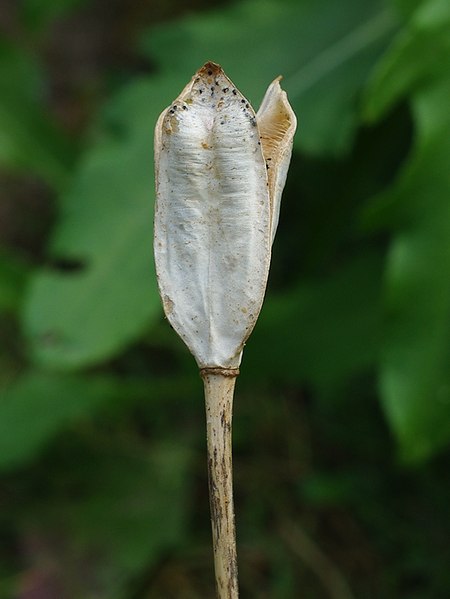 Image of Tulipa ostrowskiana specimen.