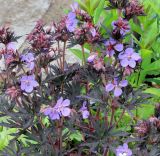 Geranium pratense