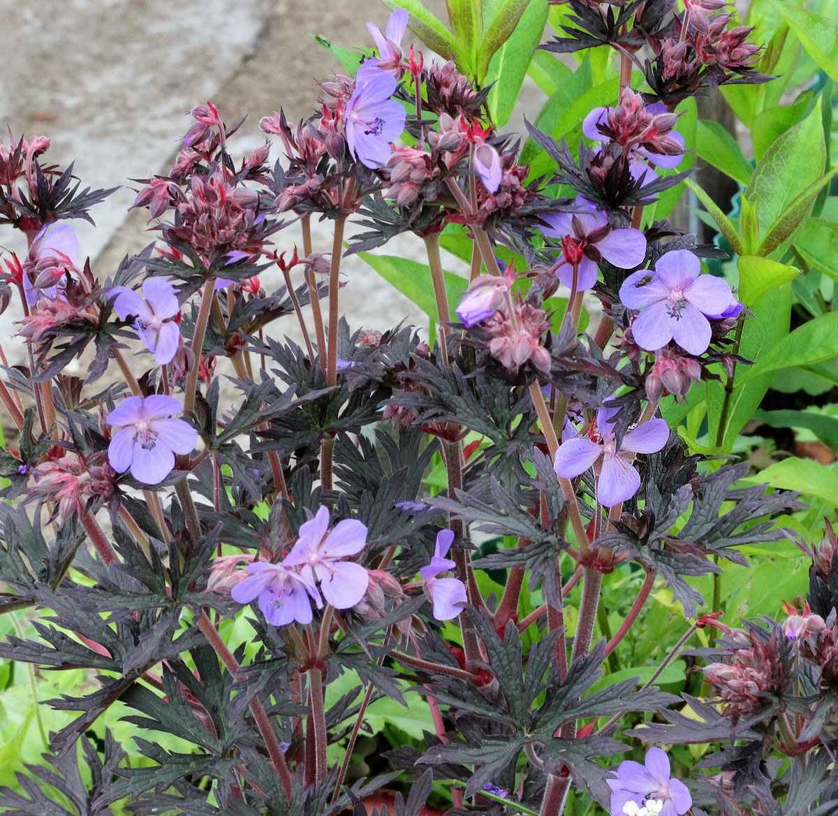 Image of Geranium pratense specimen.
