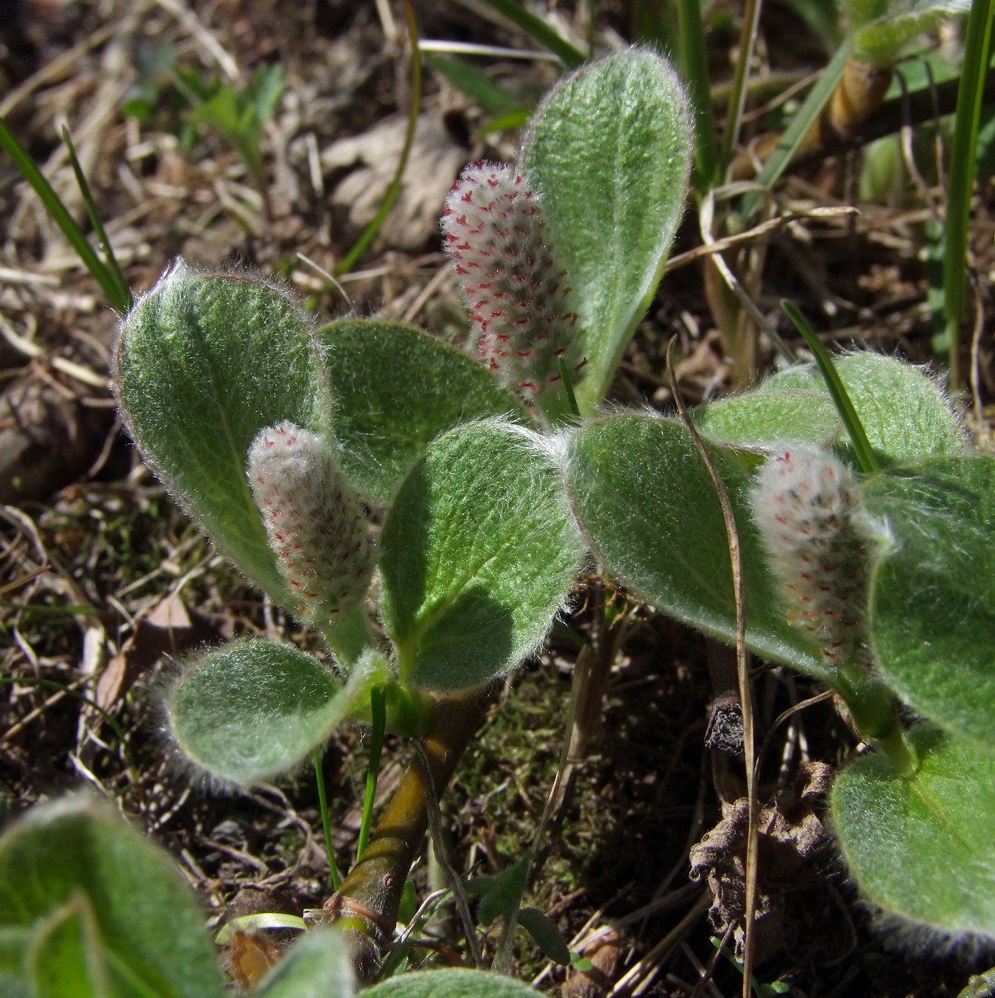 Изображение особи Salix crassijulis.