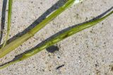 Zostera japonica