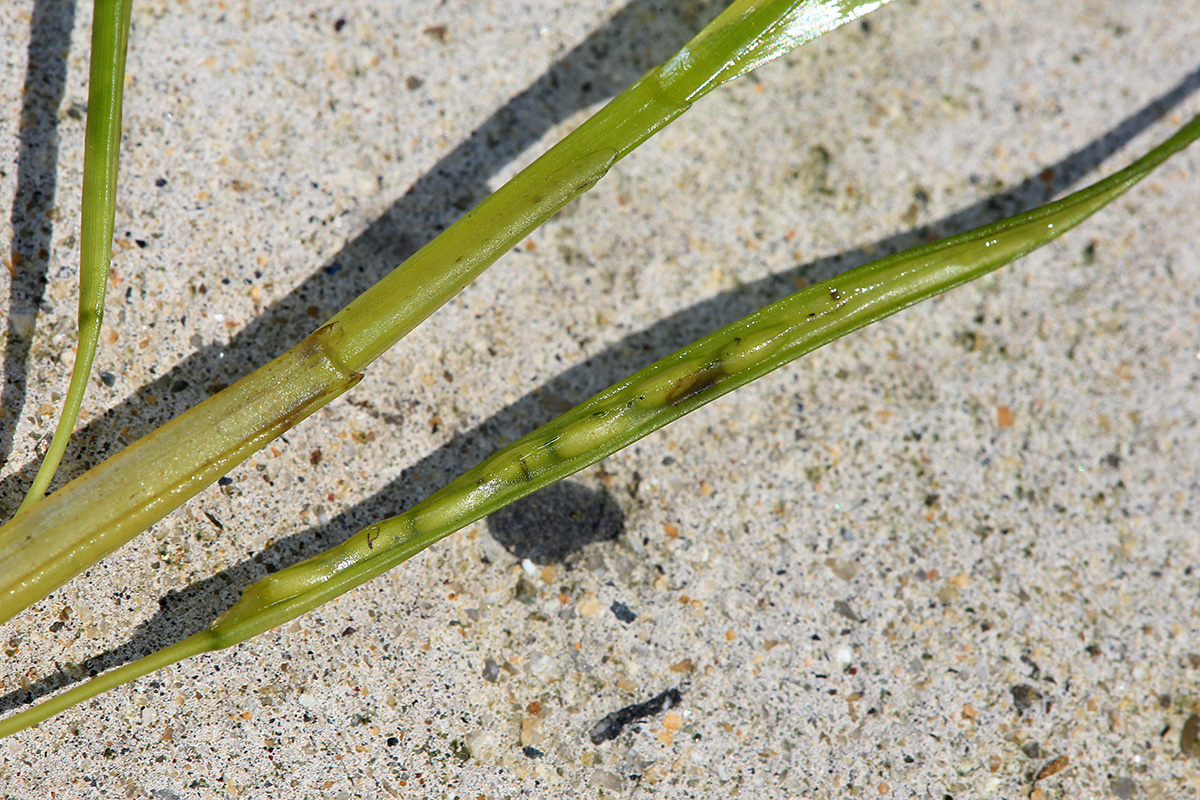 Изображение особи Zostera japonica.