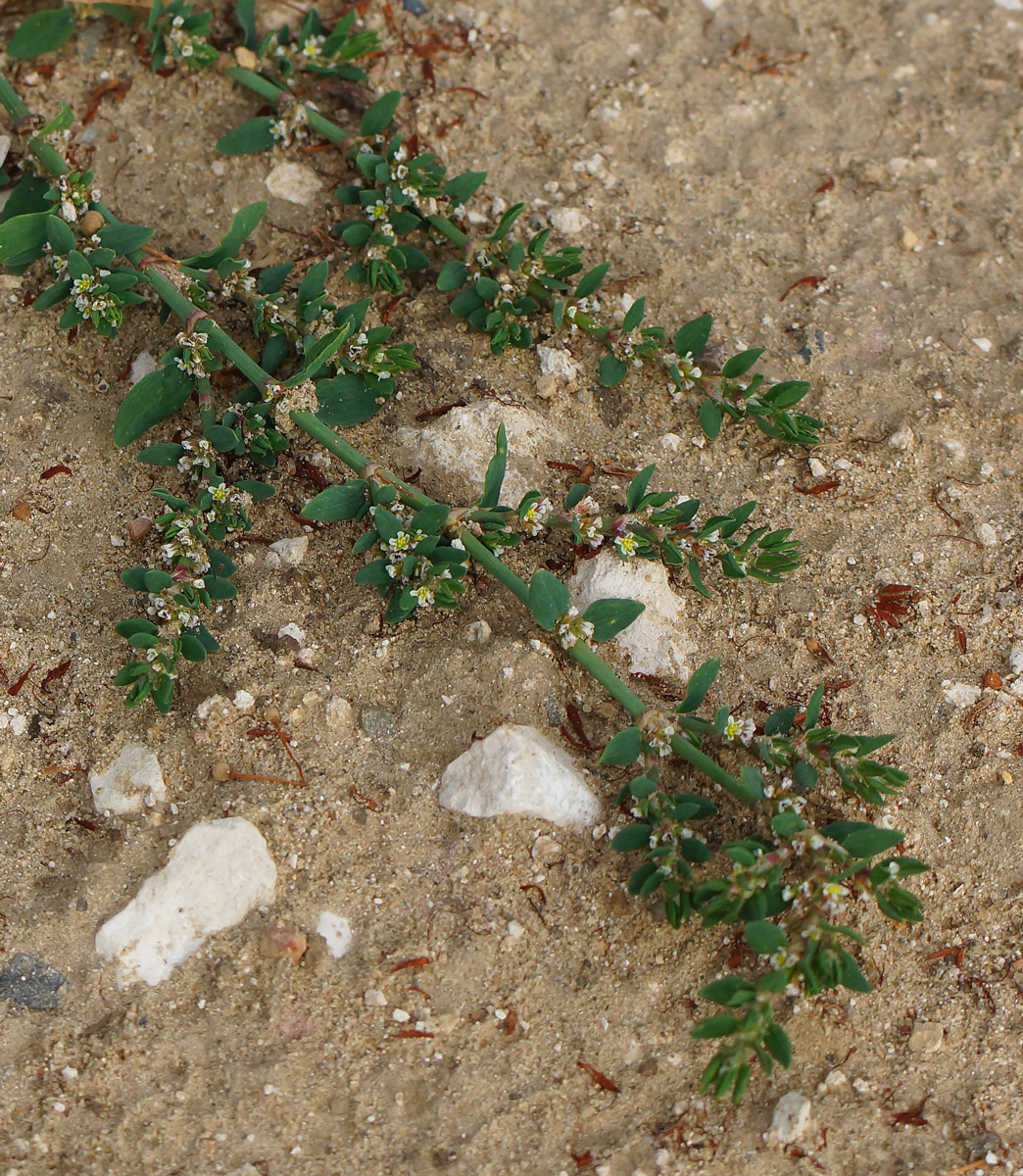 Изображение особи Polygonum arenastrum.