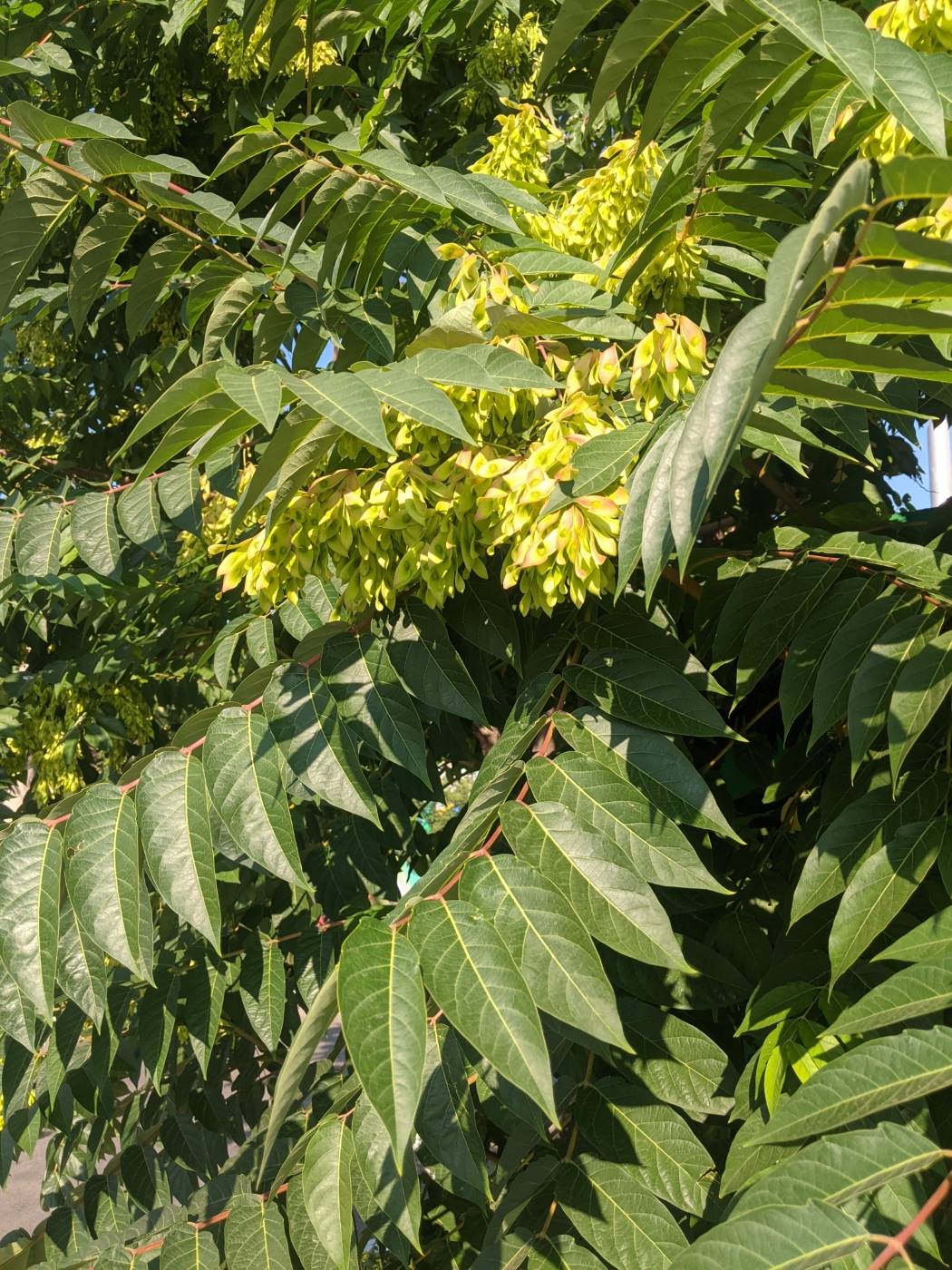 Изображение особи Ailanthus altissima.