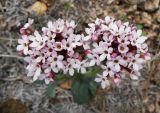 Valeriana tuberosa