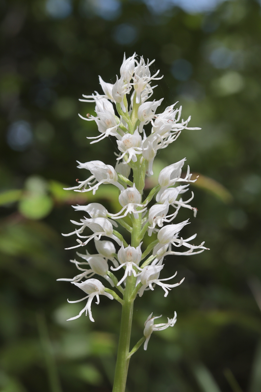 Image of Orchis simia specimen.