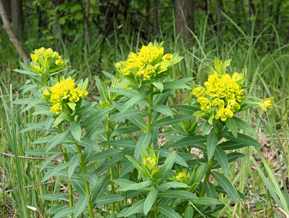 Изображение особи Euphorbia semivillosa.