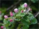Malus domestica