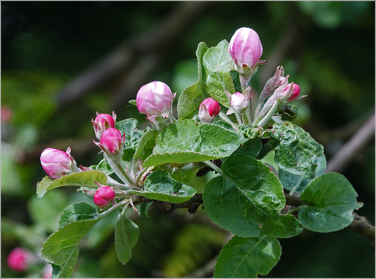 Изображение особи Malus domestica.