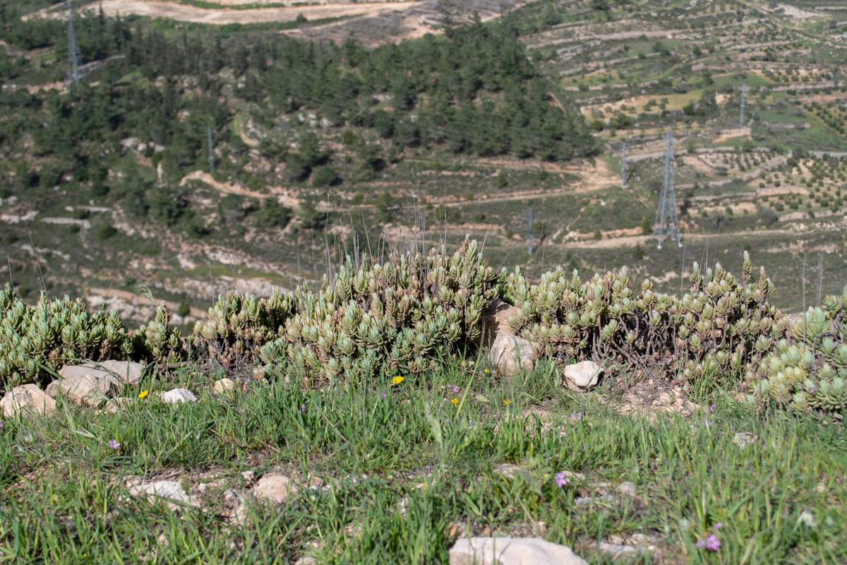 Image of Sedum sediforme specimen.