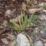 Catananche lutea. Нижняя часть растения. Израиль, горы Самарии, западная часть, поселение Альпей Менаше, поляна на месте пожара. 28.04.2022.