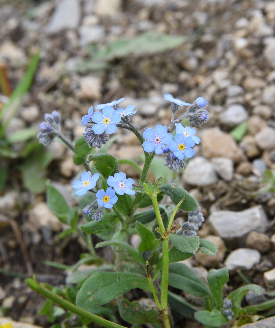 Image of Myosotis alpestris specimen.