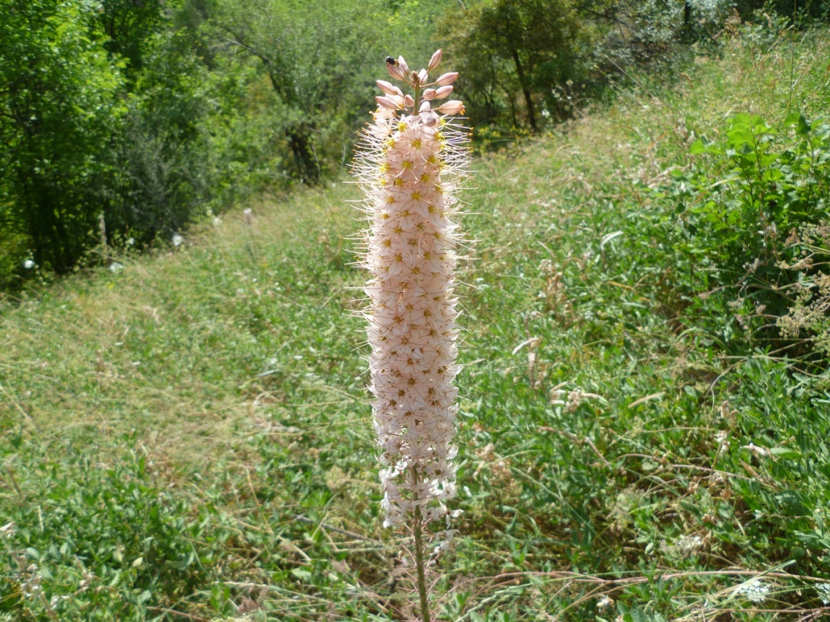 Image of Eremurus tianschanicus specimen.