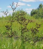 Juncus atratus