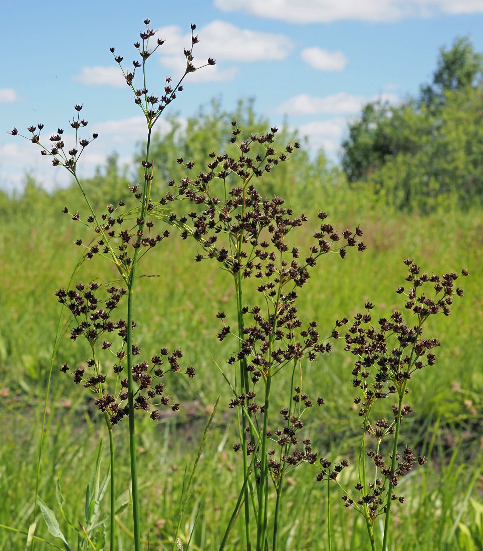 Image of Juncus atratus specimen.