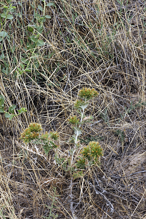 Image of Cousinia syrdarjensis specimen.