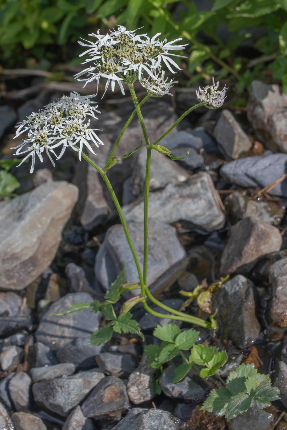 Изображение особи Heracleum apiifolium.