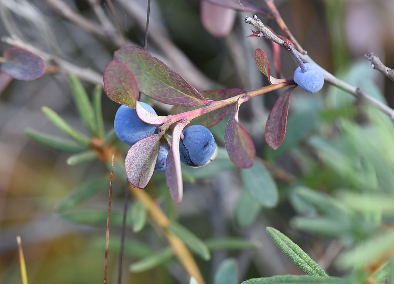 Image of Vaccinium uliginosum specimen.