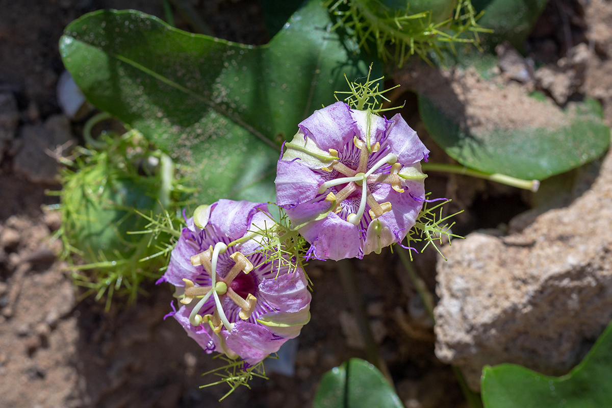 Image of Passiflora foetida specimen.