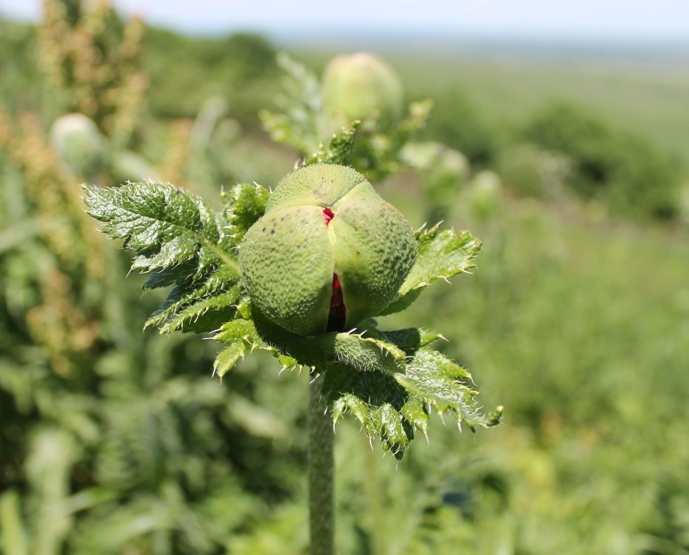 Image of Papaver bracteatum specimen.