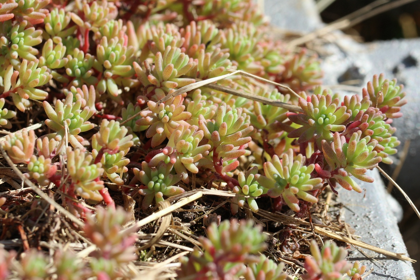 Image of Sedum pallidum ssp. bithynicum specimen.