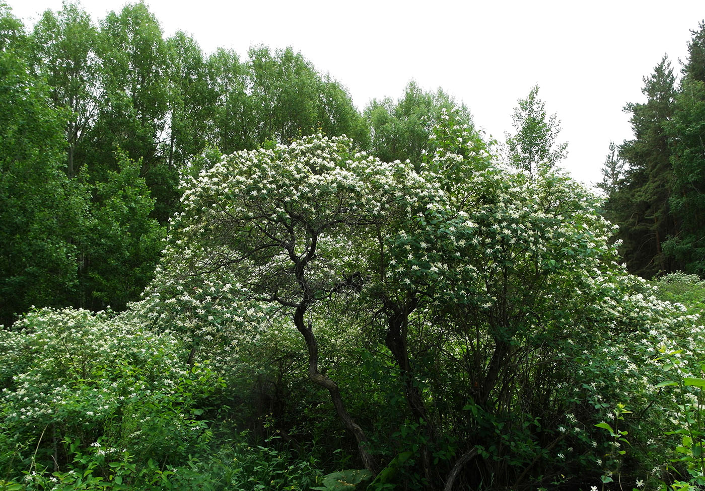 Изображение особи Lonicera tatarica.