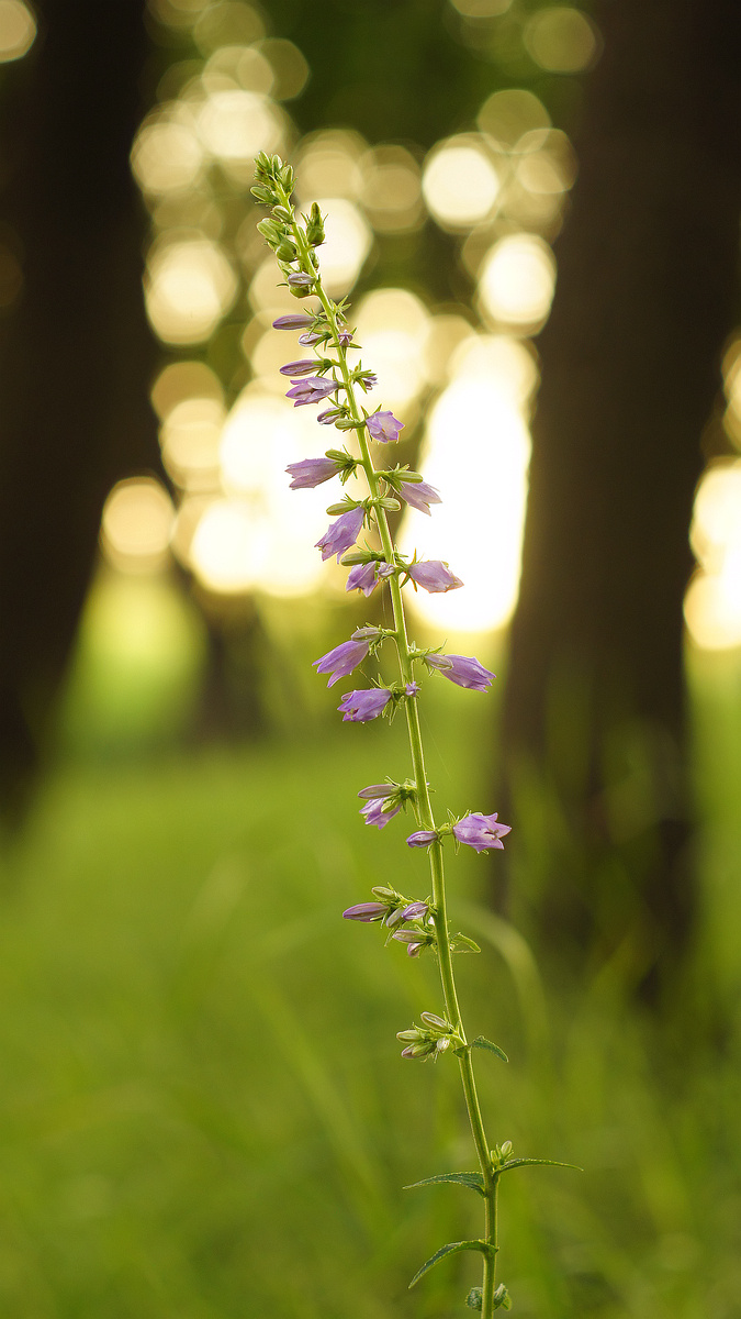 Изображение особи Campanula bononiensis.