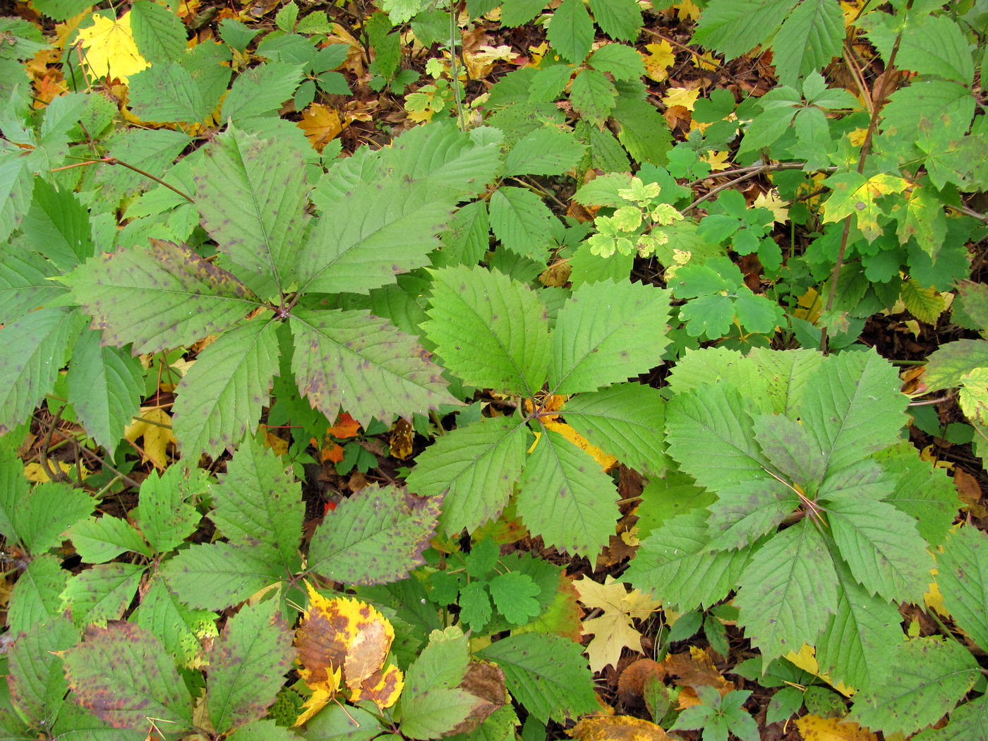 Image of genus Parthenocissus specimen.