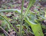 Inula helenium. Средняя часть побега. Москва, ГБС, экспозиция растений природной флоры России. 15.09.2022.