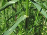 семейство Poaceae. Часть побега. Краснодарский край, Кавказский р-н, окр. ст-цы Темижбекская, у дороги. 28.05.2022.