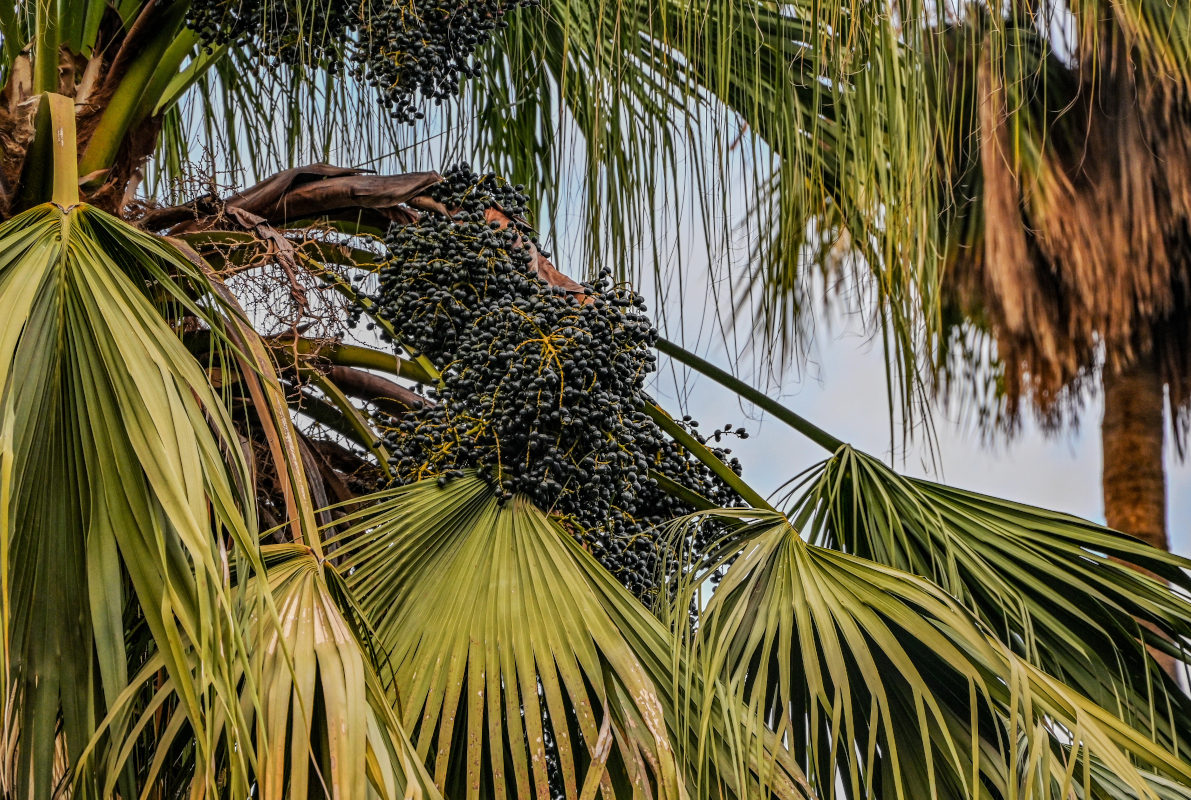 Image of Washingtonia robusta specimen.