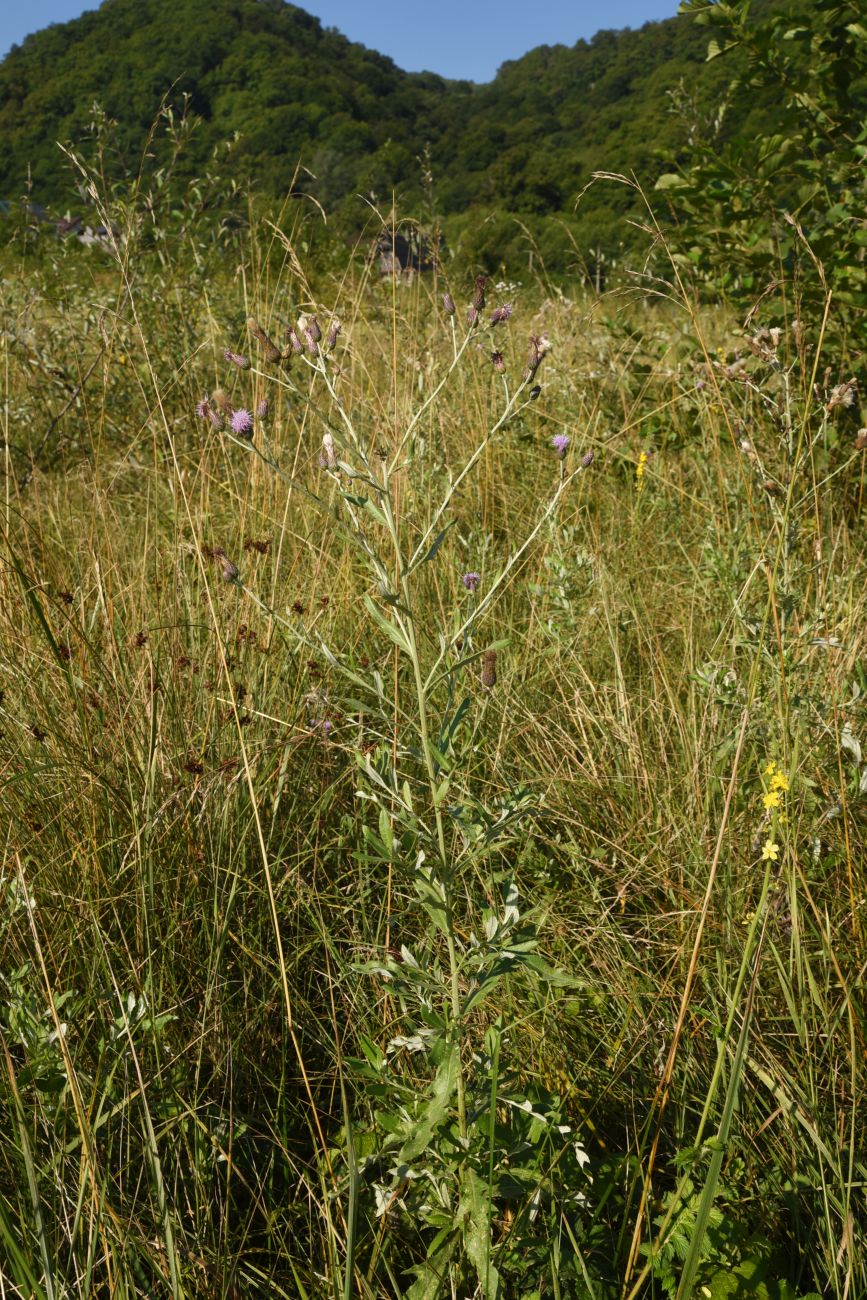 Изображение особи Cirsium incanum.