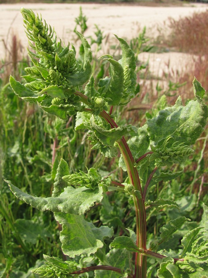 Image of Beta maritima specimen.