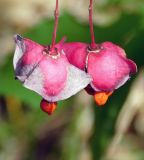 Euonymus latifolius