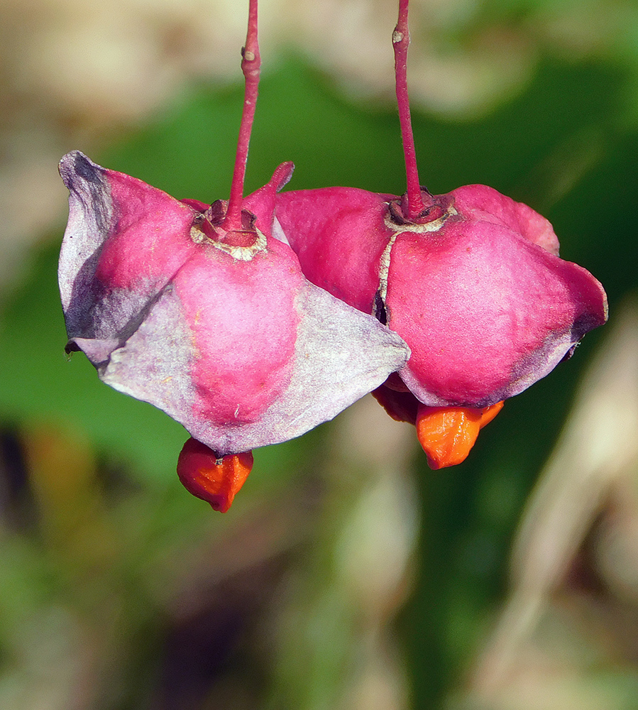 Image of Euonymus latifolius specimen.