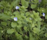 Veronica persica