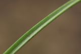 Image of taxon representative. Author is Илья Оголь