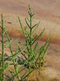 Salicornia perennans