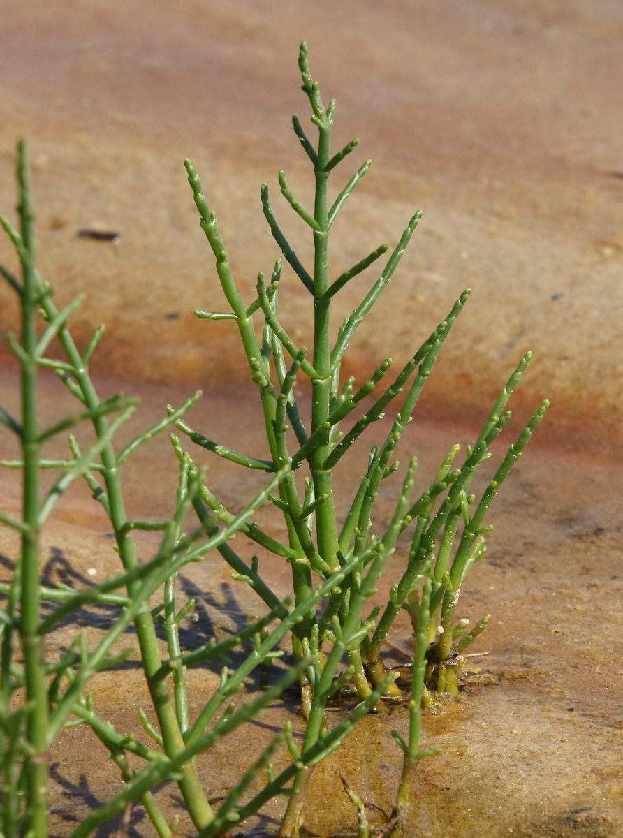 Изображение особи Salicornia perennans.