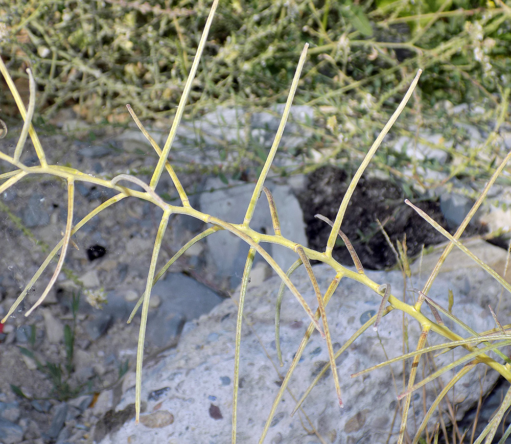 Image of Erysimum repandum specimen.