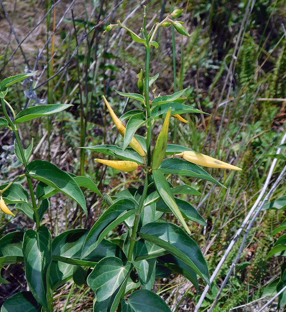 Image of Vincetoxicum hirundinaria specimen.