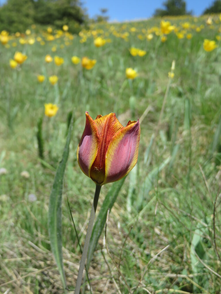 Image of Tulipa hungarica specimen.