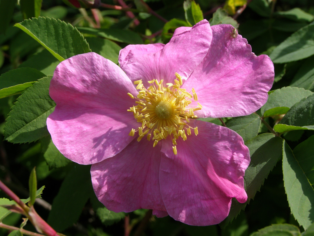 Image of Rosa glabrifolia specimen.
