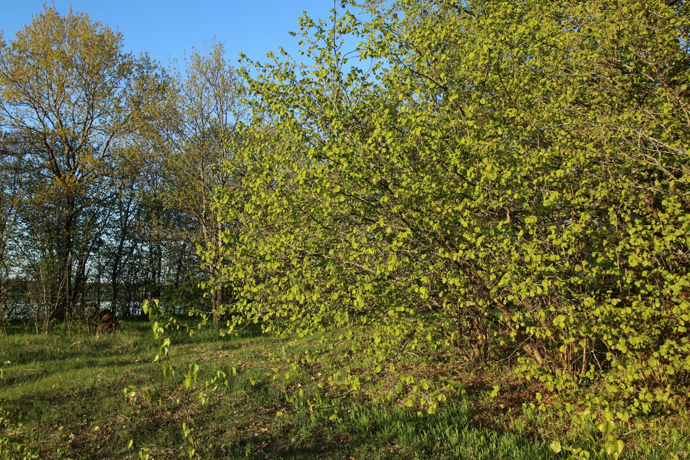 Image of Corylus avellana specimen.