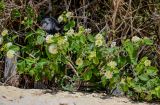 Lantana camara