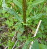 Leucanthemum vulgare. Часть побега с развивающимся пазушным соцветием. Московская обл., ГО Подольск, мкр-н Климовск, луг. 07.06.2023.