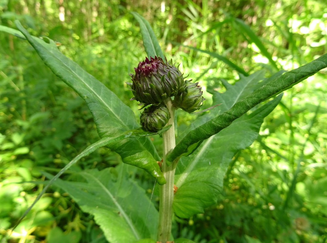 Image of Cirsium heterophyllum specimen.