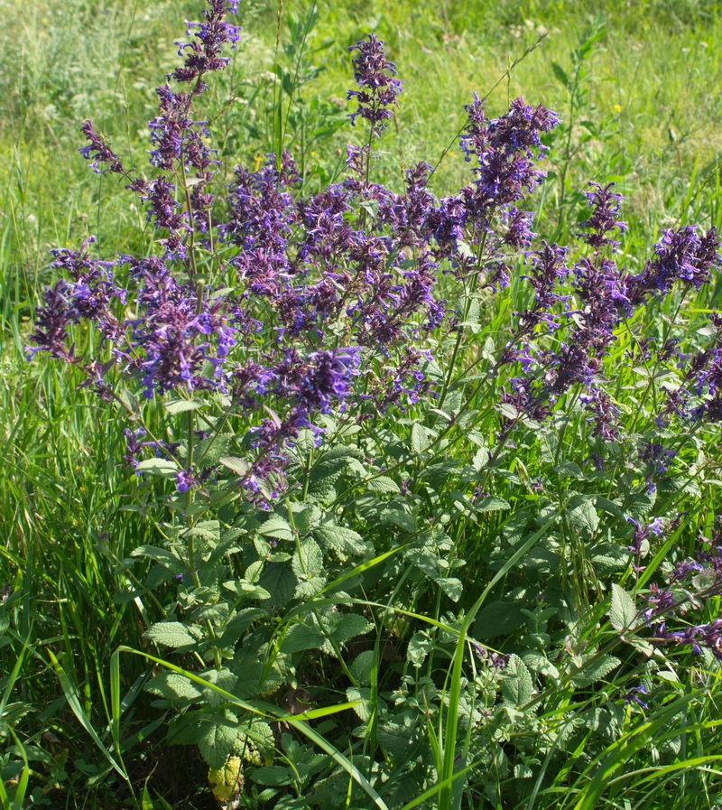 Изображение особи Nepeta grandiflora.