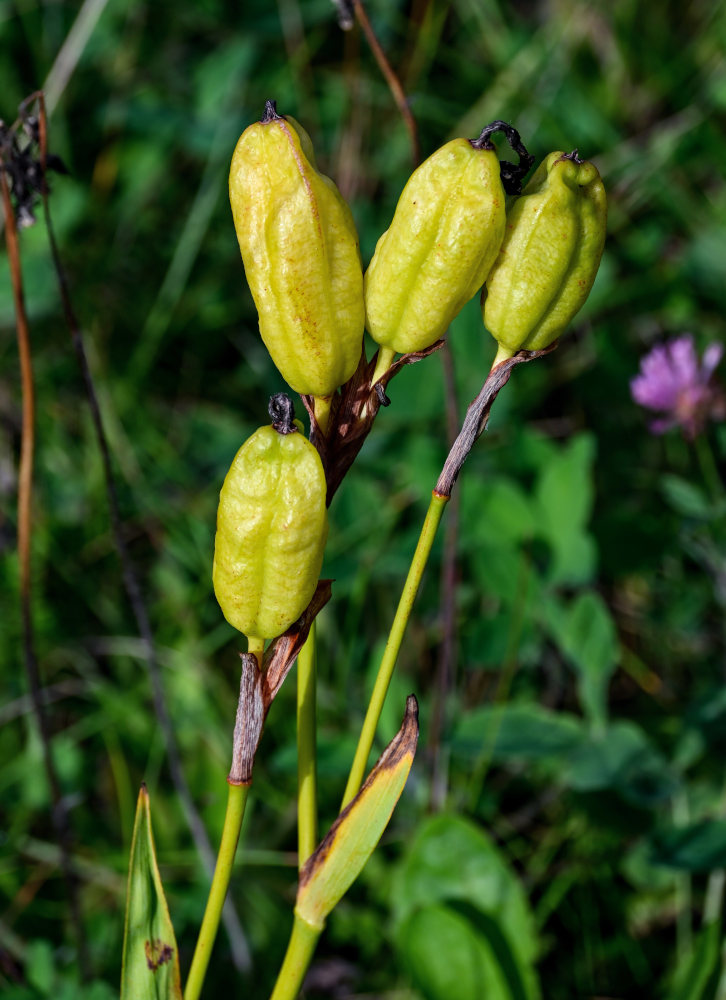 Image of Iris setosa specimen.